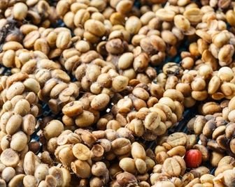 Аналог элитного кофе Kopi Luwak будут производить в Подмосковье при помощи свиней
