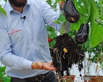 В Великобритании создали растение, дающее баклажаны и картофель