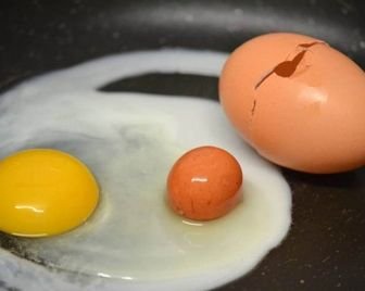 Внутри яйца найдено маленькое яйцо